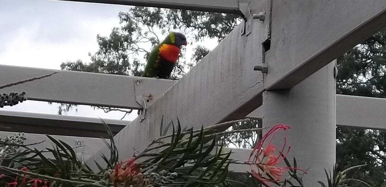 Taree Country Motel ภายนอก รูปภาพ